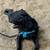 Pet Sitting/House Sitting 2 thumbnail