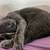 Female cat 2 thumbnail