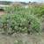 plants 1 thumbnail