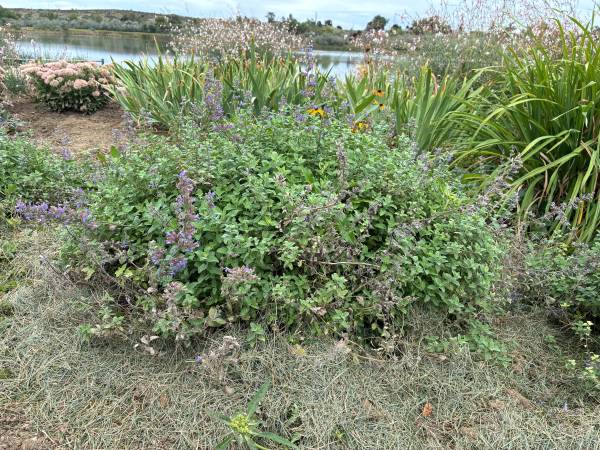 plants 1