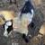 Nigerian Dwarf Wethers 3 thumbnail