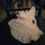 SEA SHELL OLD LARGE HORSE CONCH 10 WIDE X 7 TALL 4 thumbnail