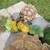 Sulcata  tortoises 2 thumbnail