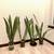 Zeylanica Snake Plants - Tall Floor Plants 1 thumbnail