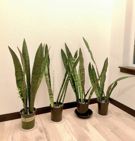 Zeylanica Snake Plants - Tall Floor Plants 1