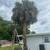 9047637094 LANDSCAPING🔹MULCHING🔹SOD🔹TREE TRIMMING🔹OVERGROWN LOTS 21 thumbnail