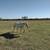 5 Year Old Double Registered Gelding, Half Arabian Endurance Prospect 2 thumbnail