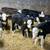 Weaned 4 thumbnail