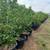 Sour Orange Trees Privacy Hedge 5 Gal, 15 Gal, 25 Gal 9 thumbnail