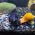 Mystery Snails for Sale – Healthy Aquarium Snails 7 thumbnail