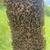 2026 Bees - 5 Frame Nucs 3 thumbnail