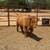 Mini Cattle / Mini Donkeys / Mini Horses 3 thumbnail