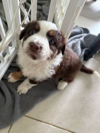 rehoming puppies (Port Saint Lucie)63832903210115120