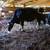 Heifer Holstein sale 3 thumbnail