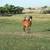 Horse Boarding - Full Care - 20% Labor Day Sale!! 5 thumbnail