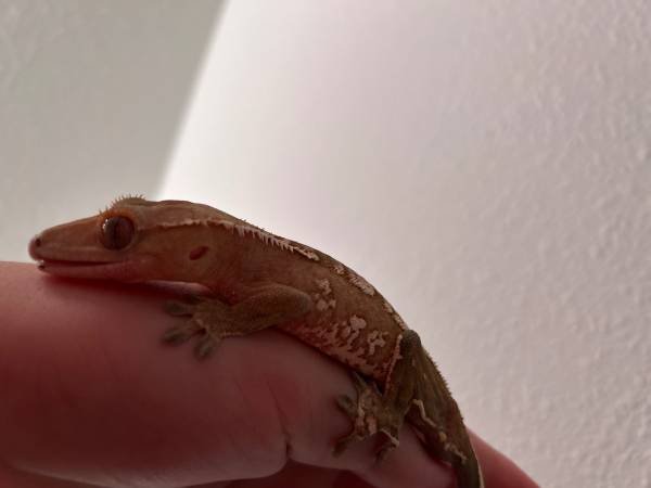 Gecko crestado (Ocala)63687883025667121