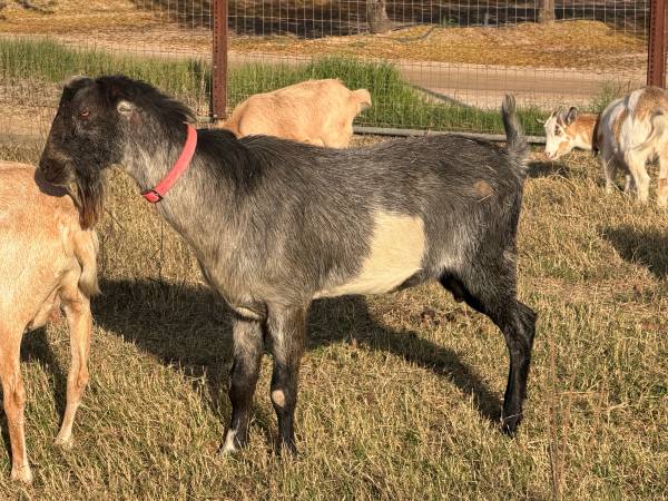 Blue Lamancha Buck 1