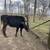 Cow and heifer 1 thumbnail