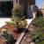 Landscape Edging/Mowstrip 7 thumbnail