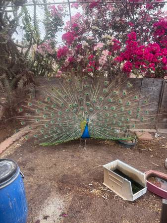 Peacocks 1