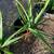 Aloe Vera plants 3 thumbnail