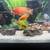 Live high grade Flowerhorns and African Cichlids 4 thumbnail