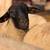 Suffolk Rams (Powerful Combination of Growth and Muscle) 4 thumbnail