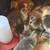 Emden -French Toulouse Cross Goslings 1 thumbnail