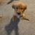 Adoption Golden Retriever Puppies Looking for Forever Home 3 thumbnail