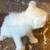 American Curl (Alpine) Kittens 9 thumbnail
