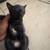 4 kittens 8 thumbnail