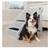PETSAFE COZYUP FOLDING DOG STAIRS - INDOOR/OUTDOOR HOME & TRAVEL (GRAY) 1 thumbnail