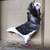 Capuchine Fancy Show Pigeons 3 thumbnail