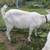 Nigerian dwarf doe 2 thumbnail