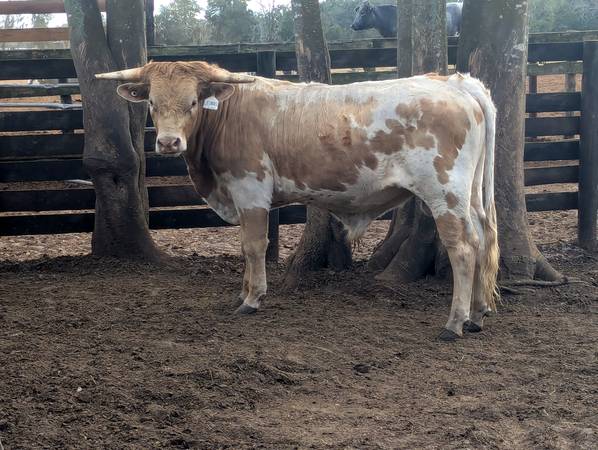 Herd Sire: Grimace 1