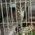 URGENT: Cats at San Bernardino Shelter Need Rescue 3 thumbnail