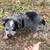 Texas heelers 1 thumbnail