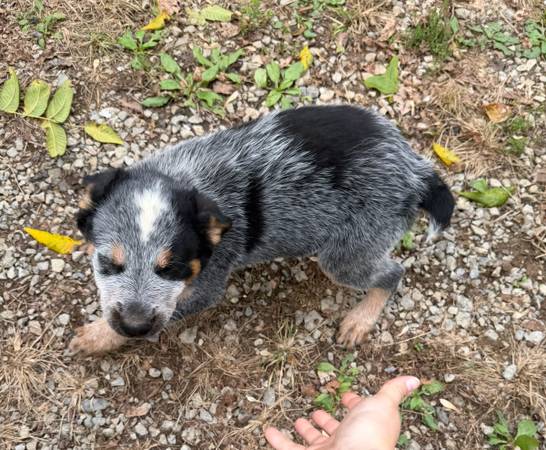 Texas heelers 1