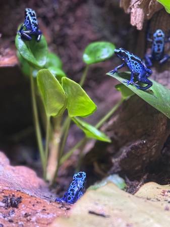 Dart frogs 1