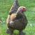 1 Brahma and 3 Olive Egger Chickens free 1 thumbnail