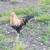 Geese, guineas, pullets, turkeys, and white homing pigeons 14 thumbnail