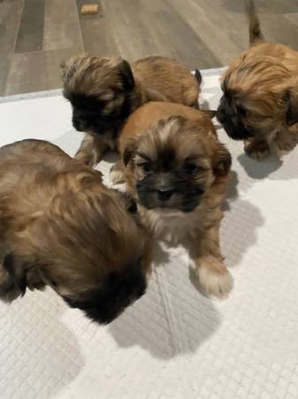 Shitzhu Puppies 1