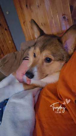 Corgi (Brodhead)63735854546817122