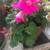 Geranium Flower Plant  Fuchsia color 2 thumbnail