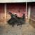 Black copper maran pullets 2 thumbnail