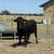 Wagyu Bull 1 thumbnail