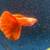 mixed pack of fancy guppies 21 thumbnail