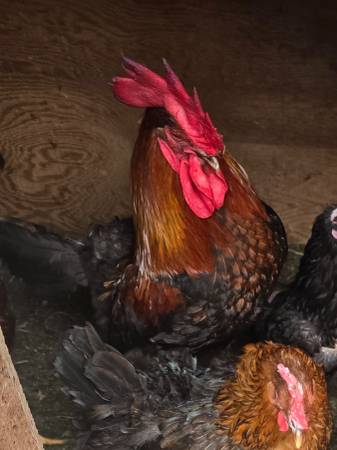 Copper maran rooster 1
