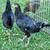 Chickens 12 thumbnail