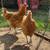 CHICK SPECIAL!!! Chicks & Almost Laying Hens 4 thumbnail